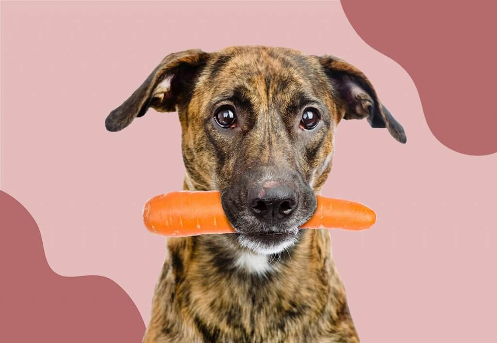 i-cani-possono-mangiare-le-carote-2