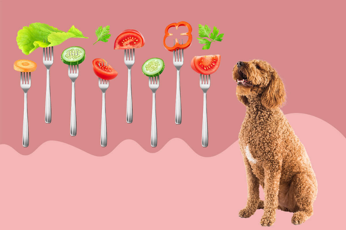 quali-verdure-possono-mangiare-i-cani