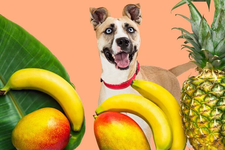 che-frutta-possono-mangiare-i-cani