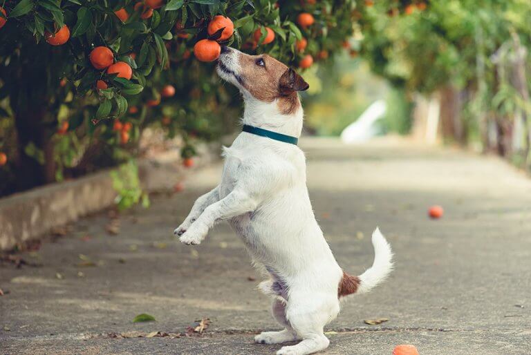 i-cani-possono-mangiare-i-mandarini-2