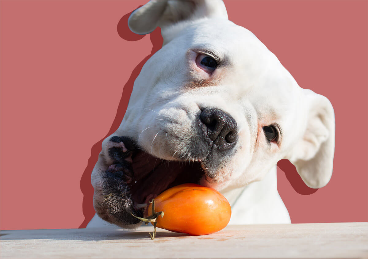 i-cani-possono-mangiare-i-pomodori